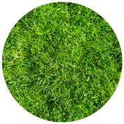 Grass, vines, tree limbs, rock Grass, vines, tree limbs, rock